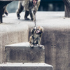 ぷらぷら動物園スナップ