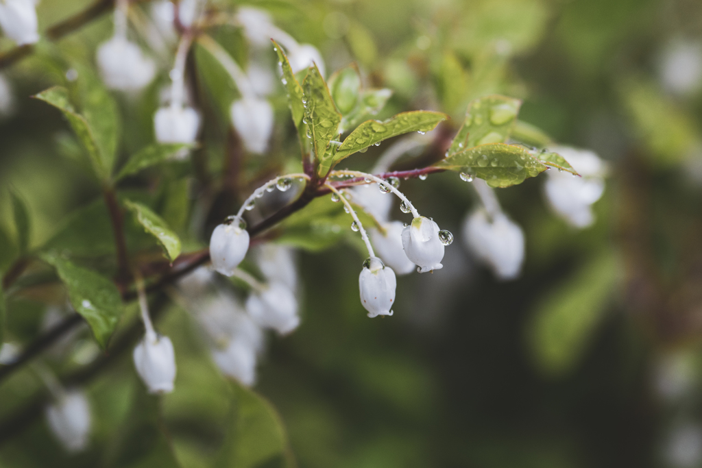 雨散歩