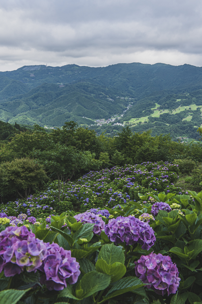 秩父の紫陽花