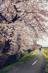 桜散歩