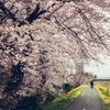 桜散歩