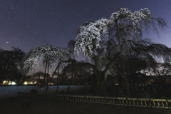 桜散歩