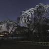 桜散歩