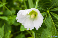 雨の日のシャッター