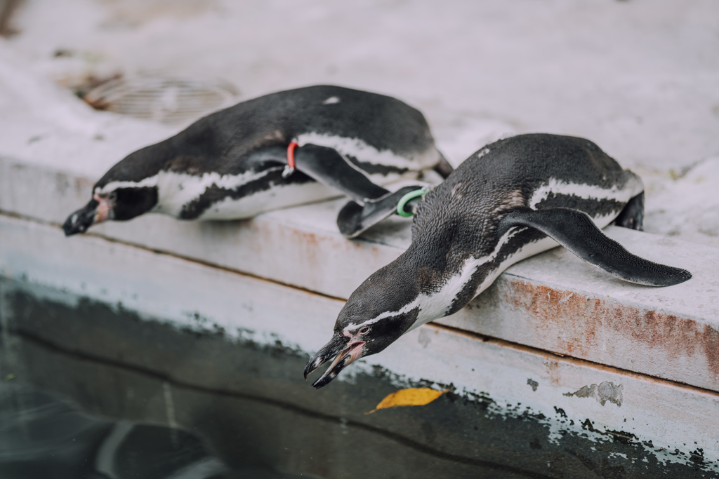 ぷらぷら動物園スナップ