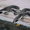 ぷらぷら動物園スナップ