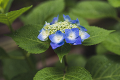 紫陽花の時期