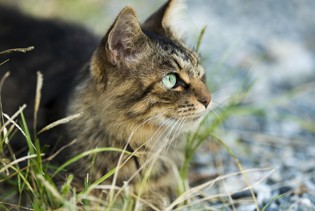 野良猫