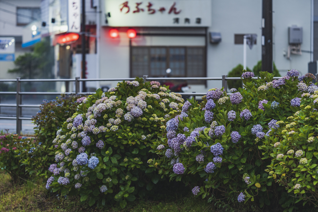 紫陽花の時期