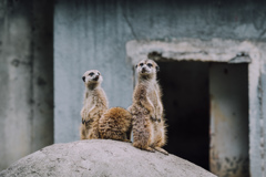 ぷらぷら動物園スナップ