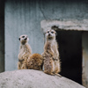 ぷらぷら動物園スナップ