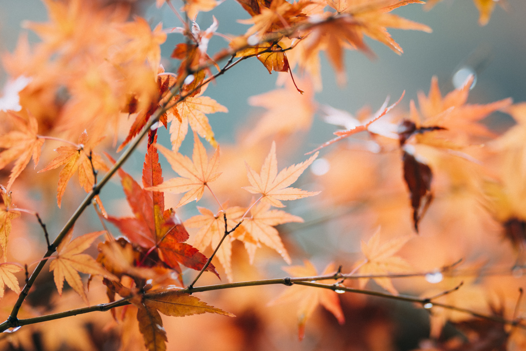 青梅ブリジストン紅葉