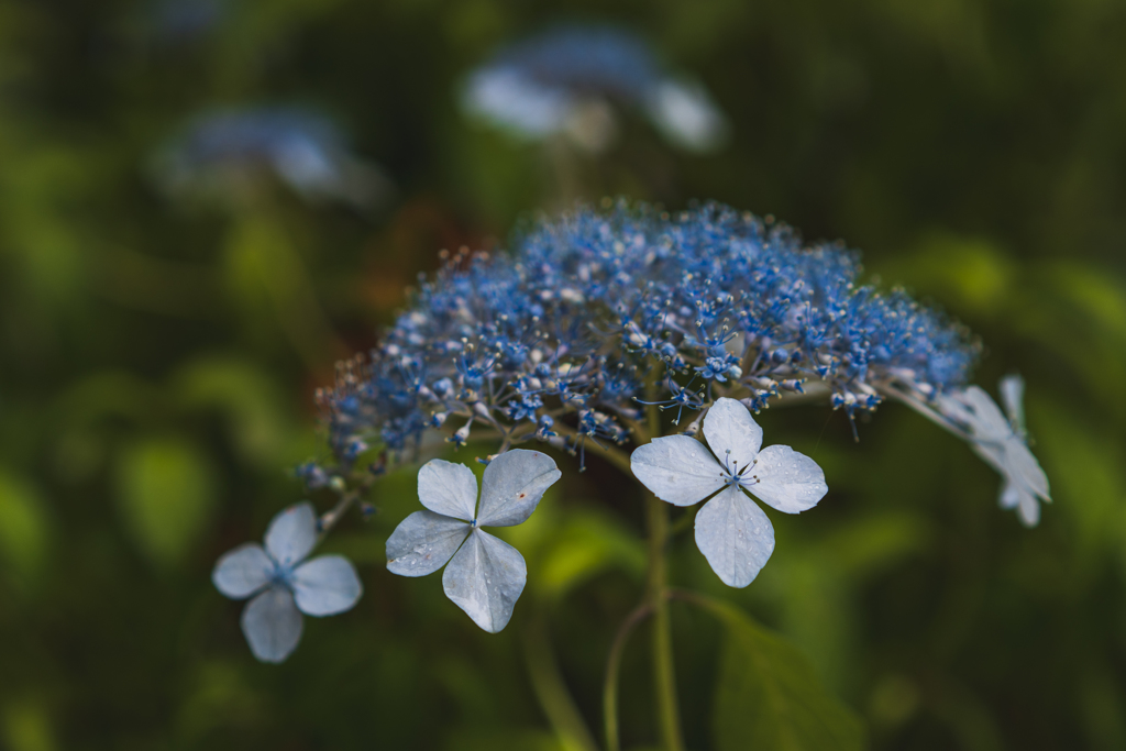 紫陽花の時期