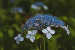 紫陽花の時期