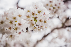 桜散歩