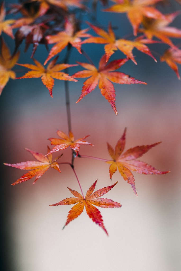 青梅ブリジストン紅葉