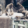 ぷらぷら動物園スナップ