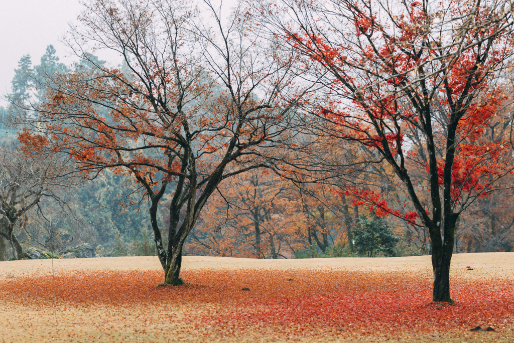 青梅ブリジストン紅葉