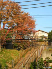 紅葉