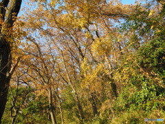 秋深まる_身近な林にて
