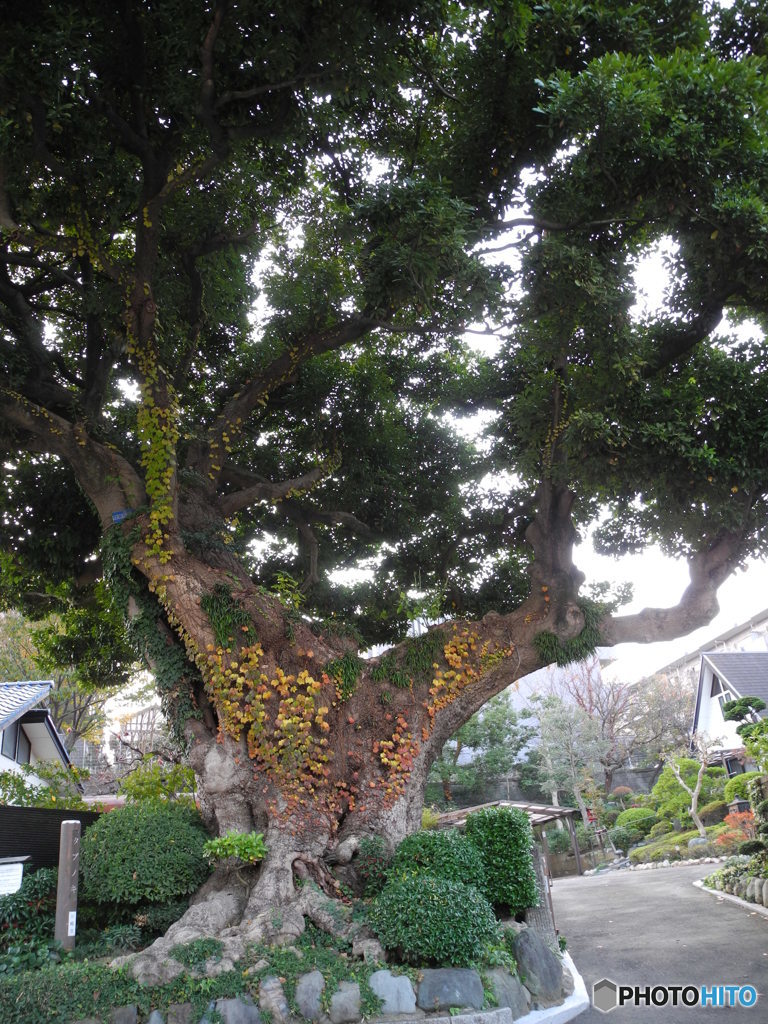 大樹