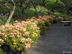 楚々と咲く花々