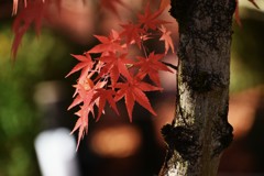 永観堂のもみじ