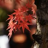 永観堂のもみじ