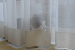 ウチの猫 隠れたつもり…