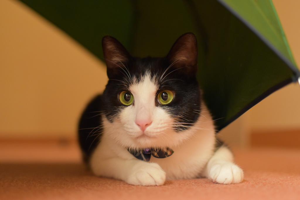 ウチの猫