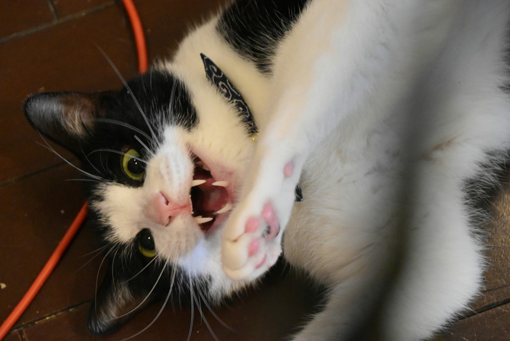 ウチの猫  やめて～！