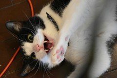 ウチの猫  やめて～！