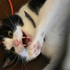 ウチの猫  やめて～！