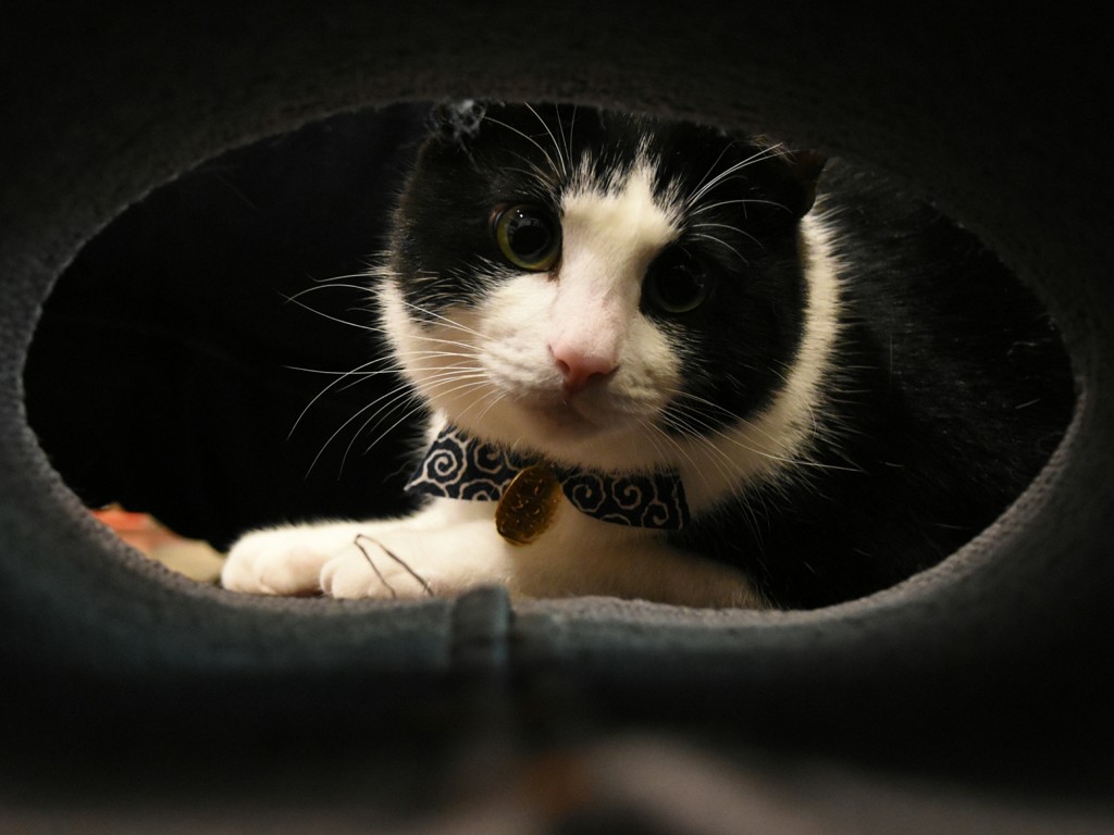 ウチの猫 トンネル発見！