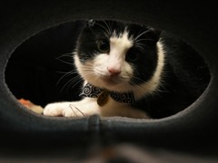 ウチの猫 トンネル発見！