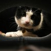 ウチの猫 トンネル発見！