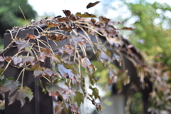 草の絡まった橋
