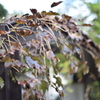 草の絡まった橋