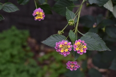 名前を知らない花 2