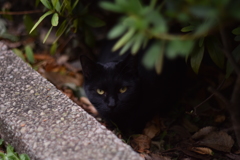 黒野良ねこ