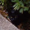黒野良ねこ