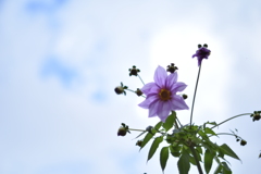 名前を知らない花