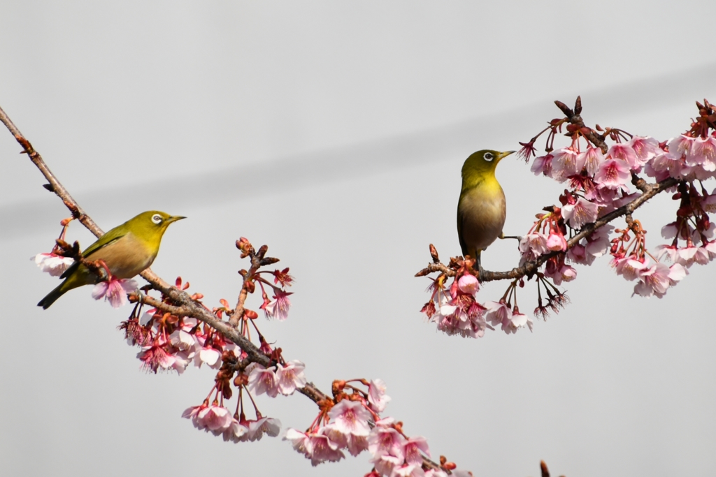 あたみ桜とメジロ 2