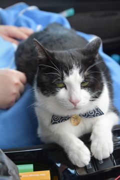 ウチの猫　疲れぎみの旅猫