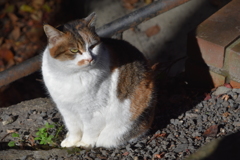 哲学の道の悪そうな猫