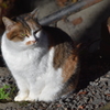 哲学の道の悪そうな猫