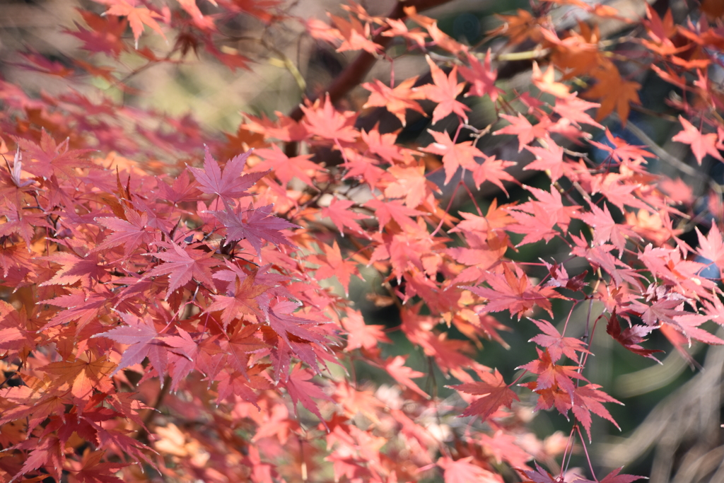 まだまだ紅葉