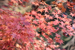 まだまだ紅葉
