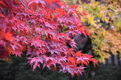 雨上がりの紅葉
