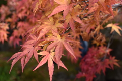 雨上がりの紅葉 2
